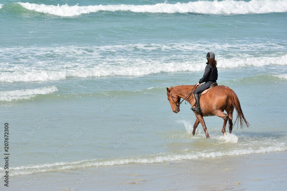 Un cheval qui marche dans l'eau sur une plage en Bretagne Un cheval qui marche dans l'eau sur une plage en Bretagne