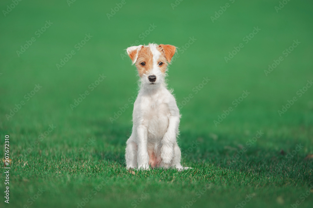 cute parson russel terrier puppy sitting on the green grass