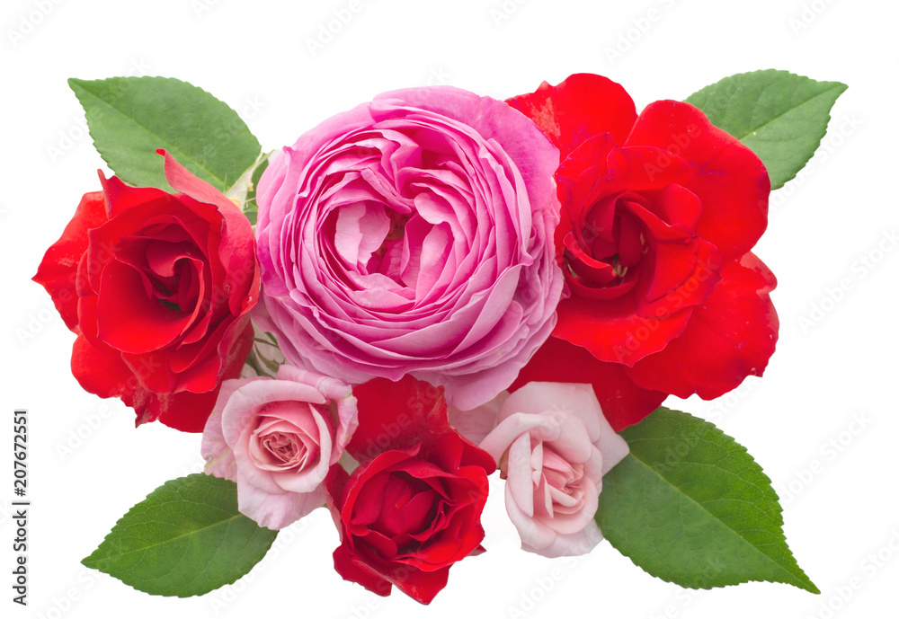 Fototapeta premium Beautiful rose flowers arrangement isolated on white background