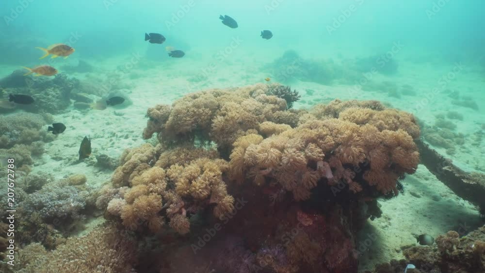 Fish and coral reef at diving. Wonderful and beautiful underwater world with corals and tropical fish. Hard and soft corals. Philippines, Mindoro. Diving and snorkeling in the tropical sea. Fish and coral reef at diving. Wonderful and beautiful underwater world with corals and tropical fish. Hard and soft corals. Philippines, Mindoro. Diving and snorkeling in the tropical sea.