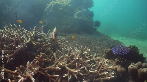 Wallpaper Mural Tropical fish on coral reef at diving. Wonderful and beautiful underwater world with corals and tropical fish. Hard and soft corals. Philippines, Mindoro. Torontodigital.ca