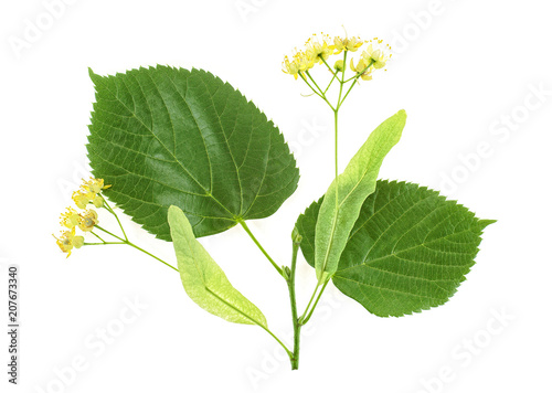 Fresh flowers and leaves of linden isolated on white background