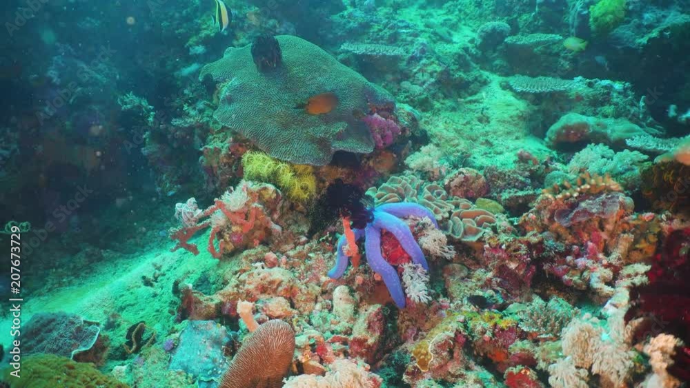 Fish and coral reef at diving. Wonderful and beautiful underwater world with corals and tropical fish. Hard and soft corals. Philippines, Mindoro. Diving and snorkeling in the tropical sea. Fish and coral reef at diving. Wonderful and beautiful underwater world with corals and tropical fish. Hard and soft corals. Philippines, Mindoro. Diving and snorkeling in the tropical sea.