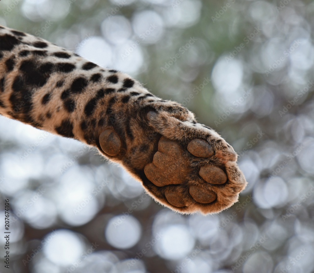 Fototapeta premium The hanging paw of a Leopard