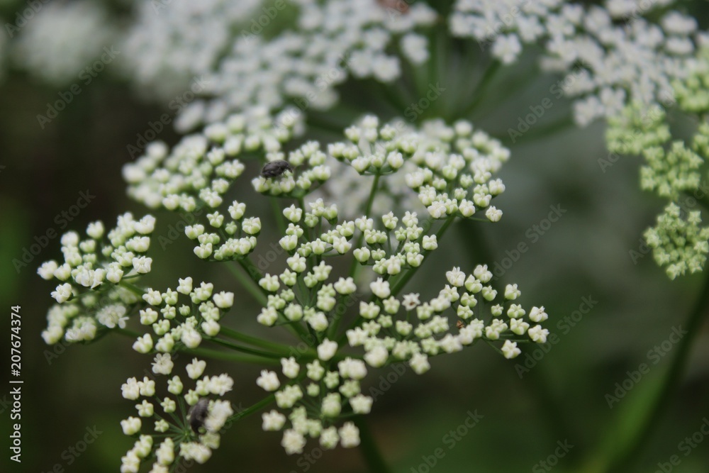 Blühender Giersch (Aegopodium podagraria), Nahaufnahme mit selektivem Fokus Blühender Giersch (Aegopodium podagraria), Nahaufnahme mit selektivem Fokus