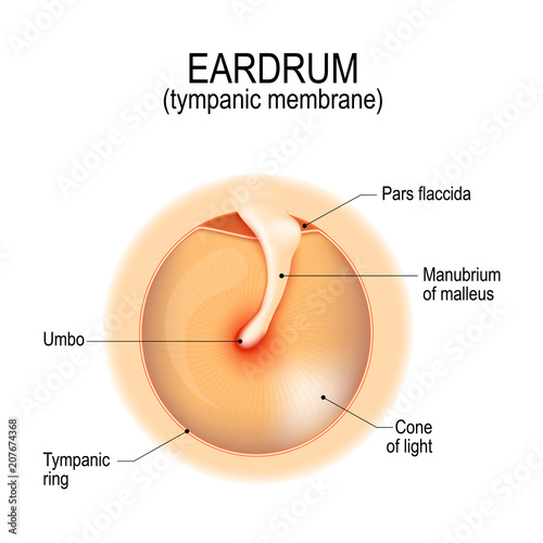 Anatomy of the eardrum