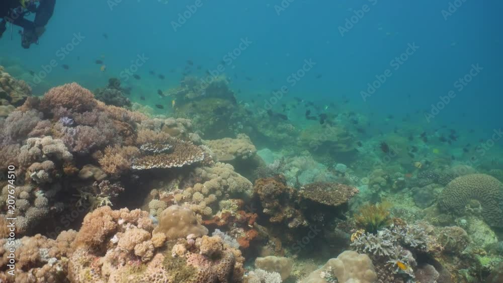 Tropical fish on coral reef at diving. Wonderful and beautiful underwater world with corals and tropical fish. Hard and soft corals. Philippines, Mindoro. Tropical fish on coral reef at diving. Wonderful and beautiful underwater world with corals and tropical fish. Hard and soft corals. Philippines, Mindoro.