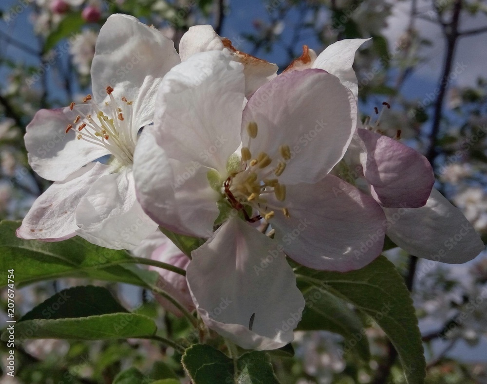 Obraz premium Beautiful apple blossom