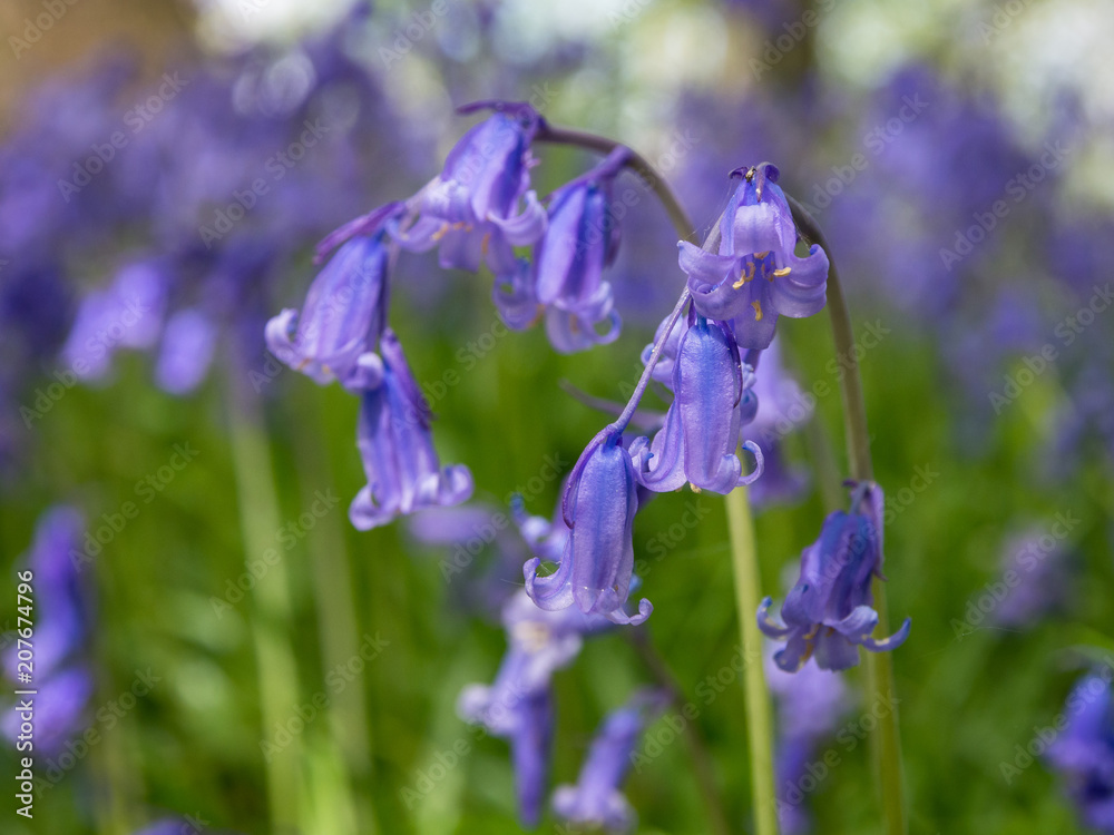 Closeup of bluebell flowers (Hyacinthoides non-scripta)