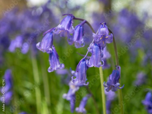 Closeup of bluebell flowers  Hyacinthoides non-scripta 