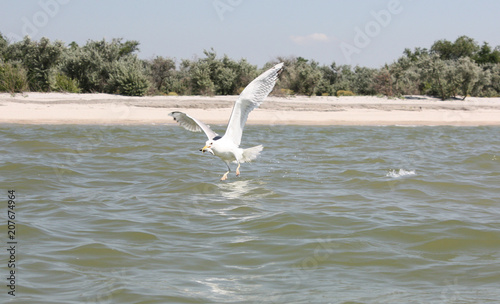 The Seagull caught the fish. Seagull flying over the water with fish in beak.
