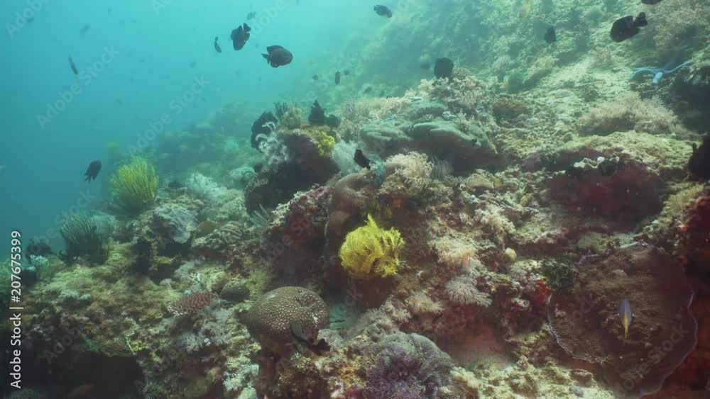 Fish and coral reef at diving. Wonderful and beautiful underwater world with corals and tropical fish. Hard and soft corals. Philippines, Mindoro. Diving and snorkeling in the tropical sea. Fish and coral reef at diving. Wonderful and beautiful underwater world with corals and tropical fish. Hard and soft corals. Philippines, Mindoro. Diving and snorkeling in the tropical sea.