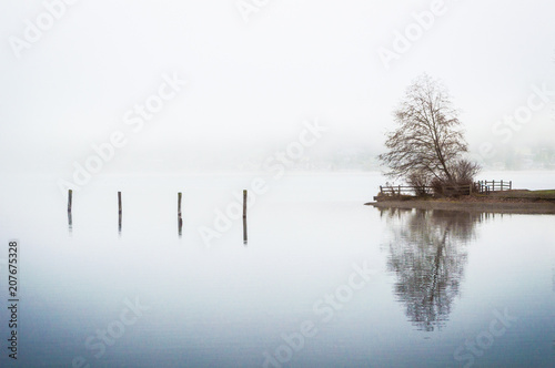 Tree reflection on a foggy lake photo