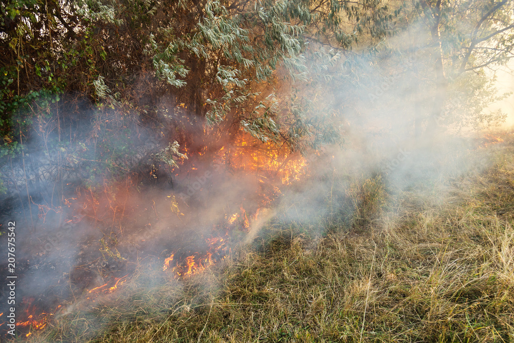 Forest wildfire due to dry windy weather. Sunrays light going through heavy smoke. Light beam