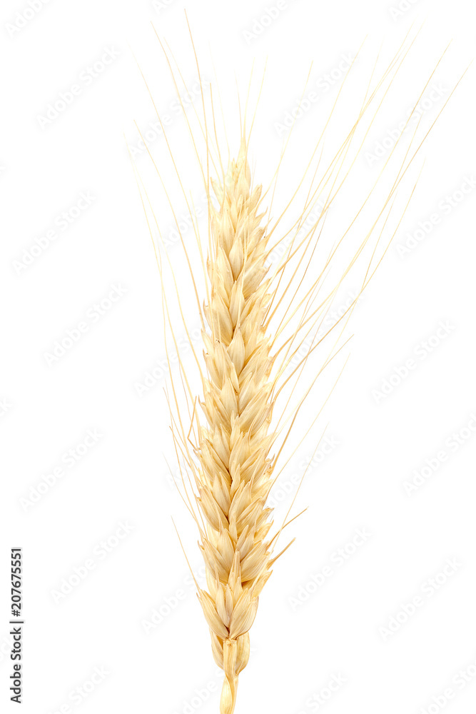 Wheat ear isolated on a white background. Wheat ear isolated on a white background.