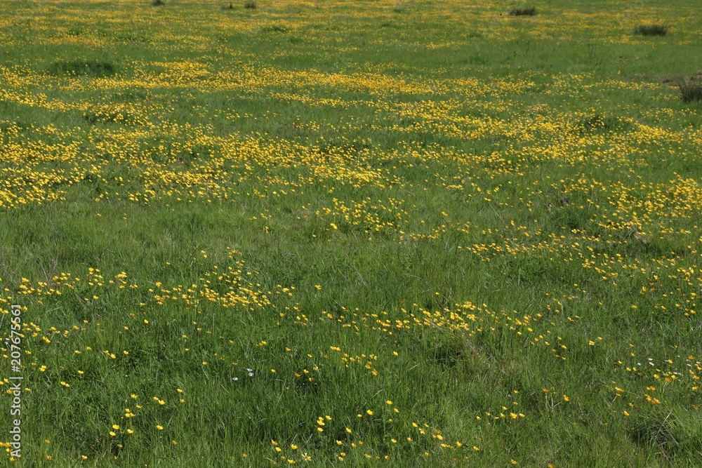 Obraz premium Close-up of buttercups in field