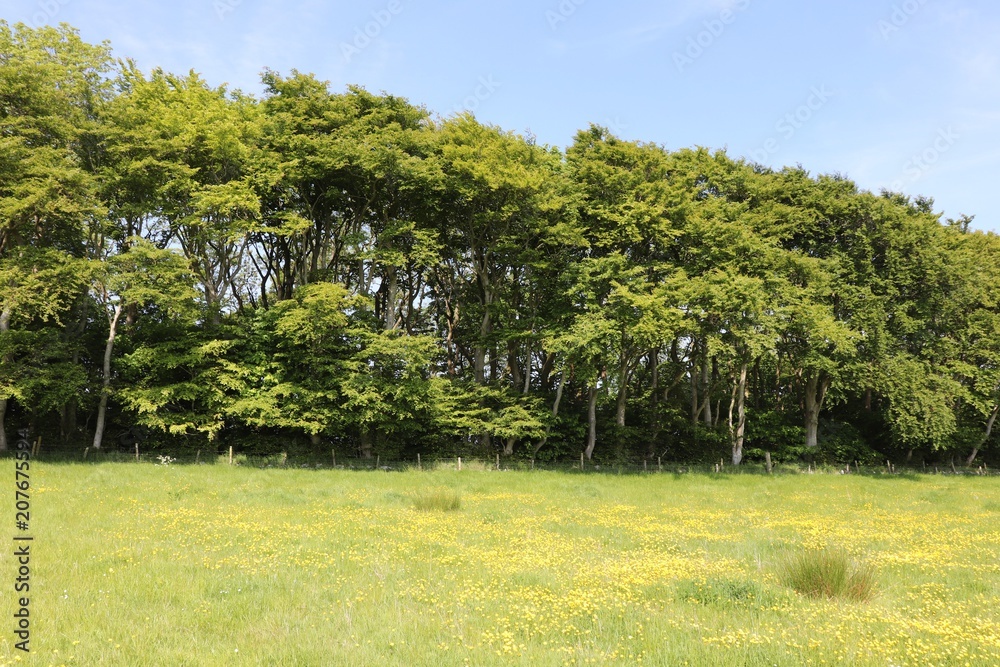 Buttercups in field with trees in background