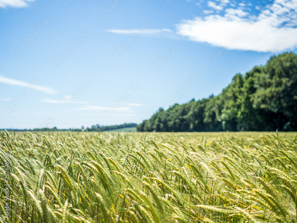 Field of green unripe wheat beneath a blue sky Field of green unripe wheat beneath a blue sky