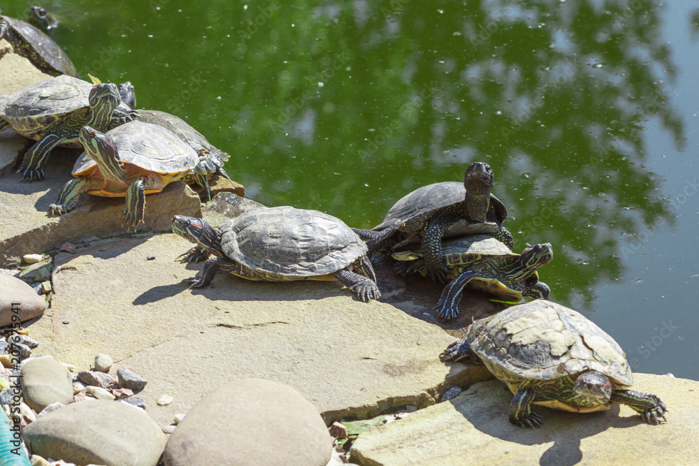 Fototapeta premium Red eared slider turtle. Trachemys scripta elegans.