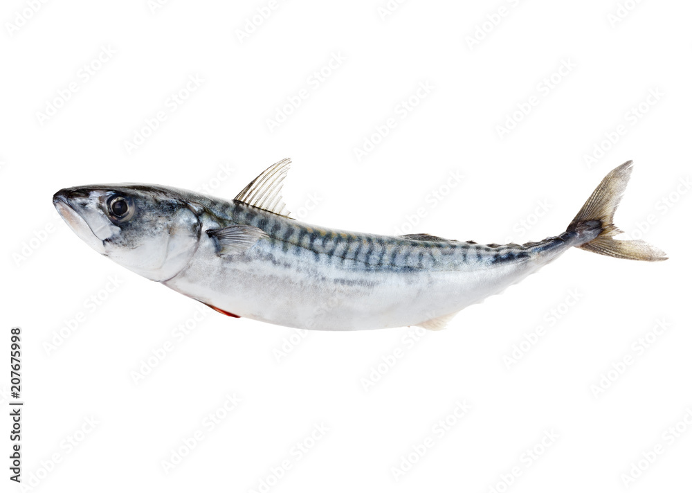 Fresh atlantic mackerel isolated on white Fresh atlantic mackerel isolated on white