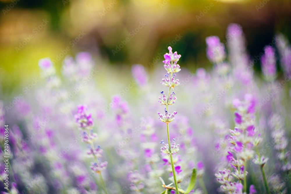 Fototapeta premium Vivid purple lavender flowers are blooming in the herb garden