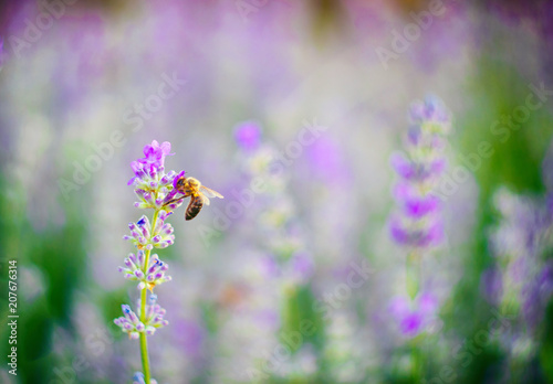 Bee on a lavender flower petal