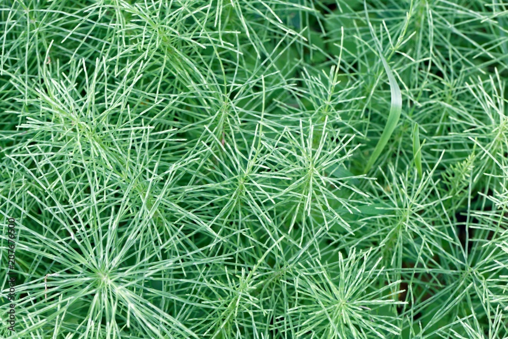 Leaves of a meadow horsetail (Equisetum pratense) Leaves of a meadow horsetail (Equisetum pratense)