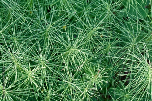 Leaves of a meadow horsetail  Equisetum pratense 