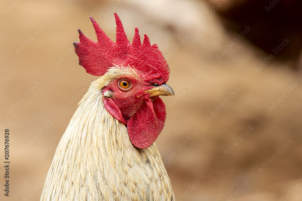 Rooster (Domestic Fowl)
