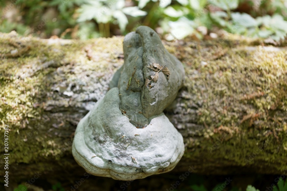 Obraz premium Grey colored tinder fungus (Fomes fomentarius)