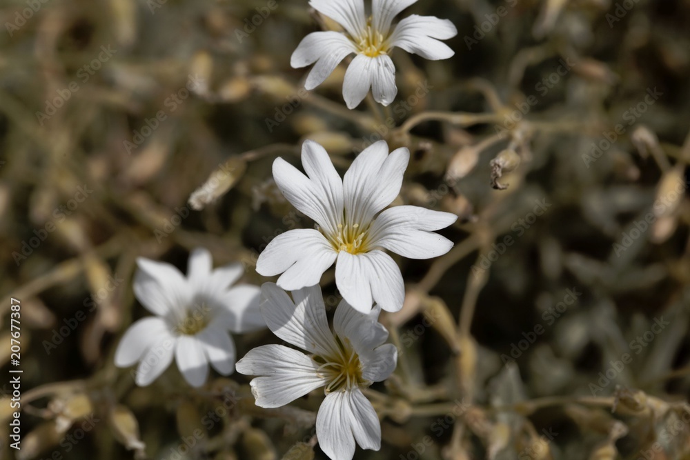 Flower of the mouse-ear chickweed Cerastium candidissimum Flower of the mouse-ear chickweed Cerastium candidissimum