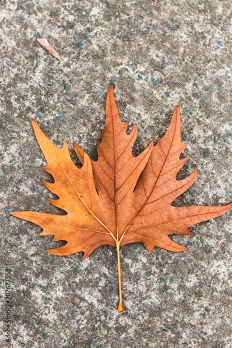 single leaf in autumn on ground