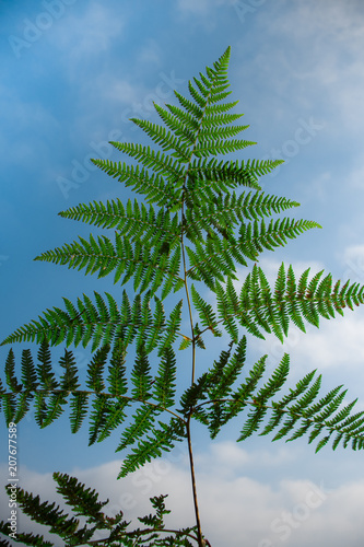 fern plant and sky