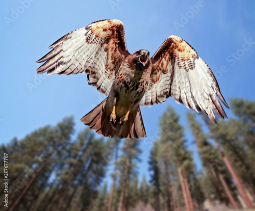 beautiful red tailed hawk screeching while flying overhead