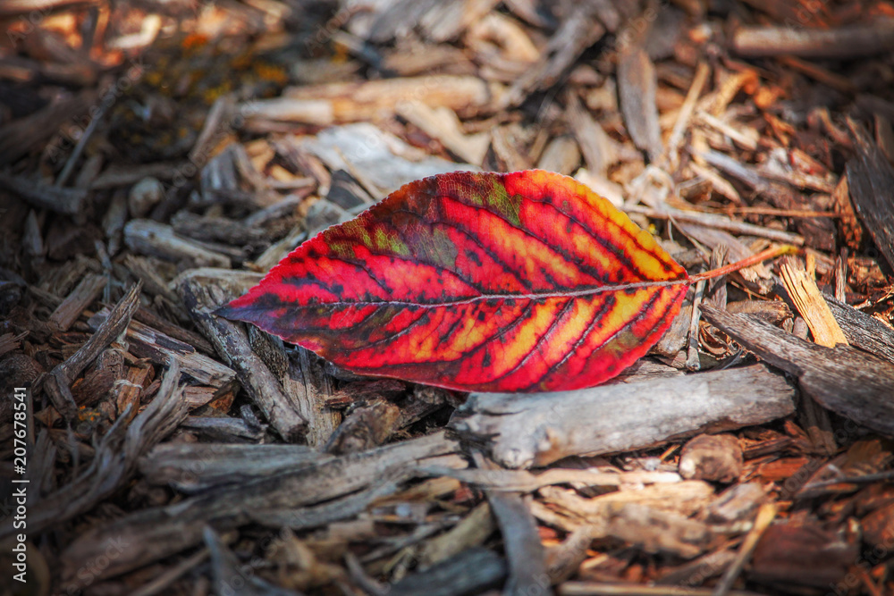 red leaf in a spot of sun on dried out bark
