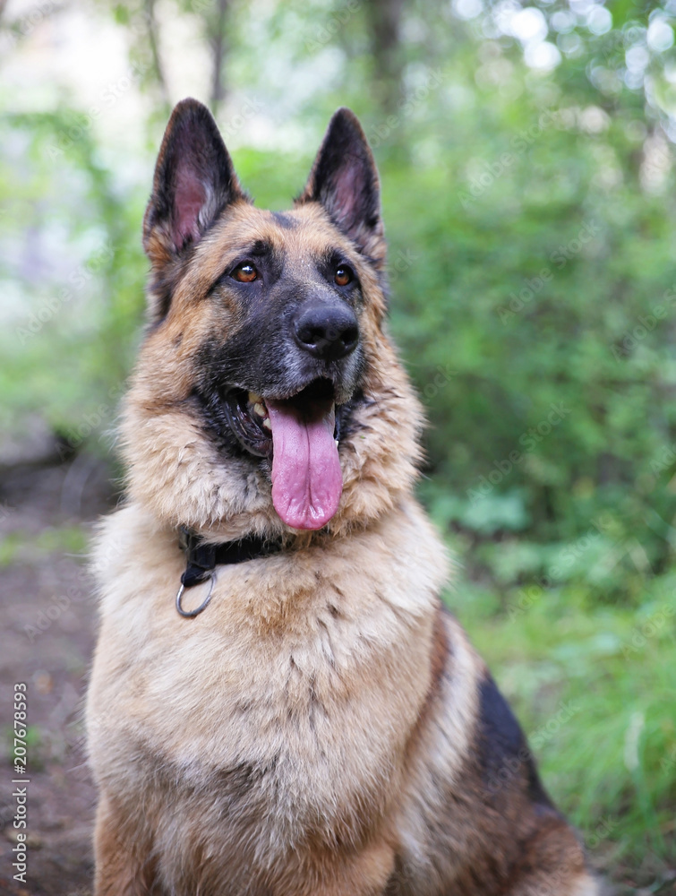 german shepherd sitting with his tongue hanging out german shepherd sitting with his tongue hanging out