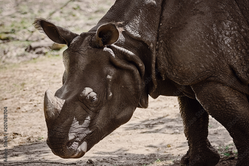 Fototapeta premium Portrait of Rhinoceros