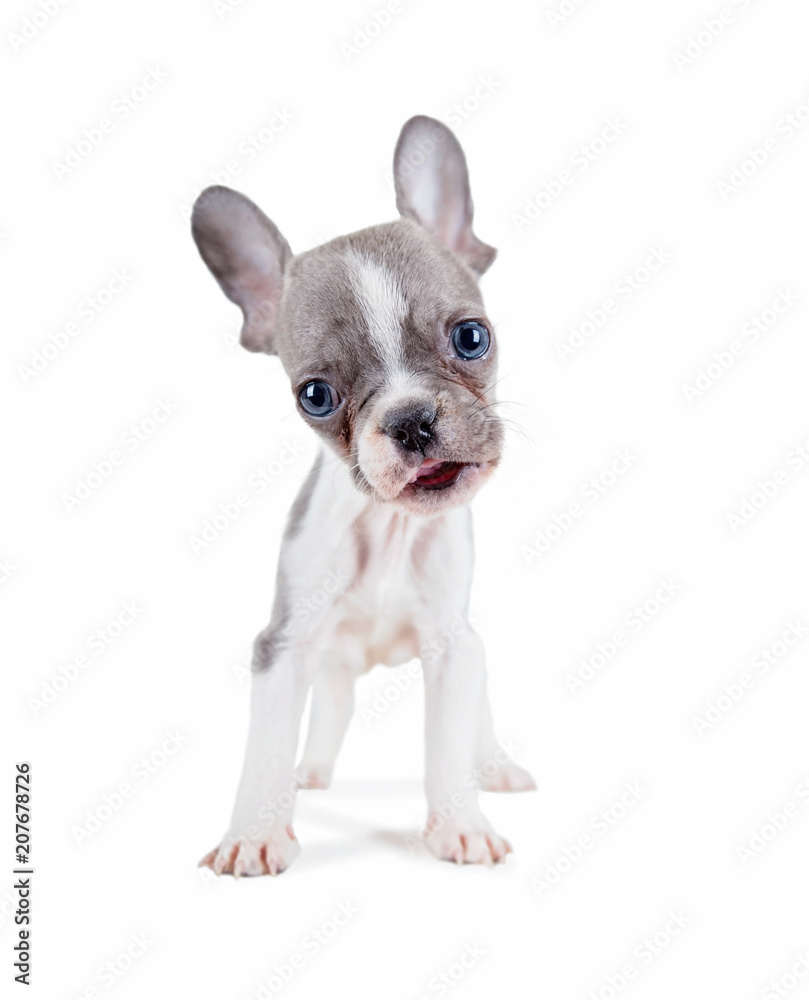 photo of a cute french bulldog puppy studio shot on an isolated white background photo of a cute french bulldog puppy studio shot on an isolated white background