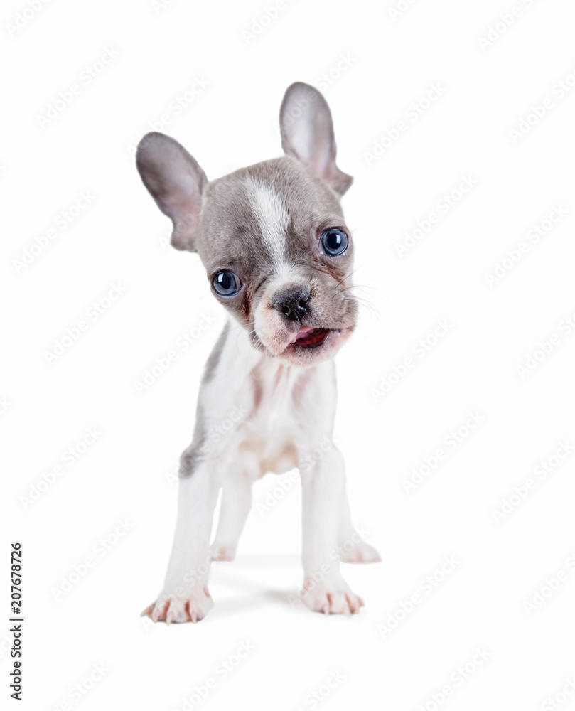 photo of a cute french bulldog puppy studio shot on an isolated white background