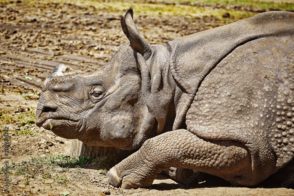 Fototapeta premium Portrait of Rhinoceros