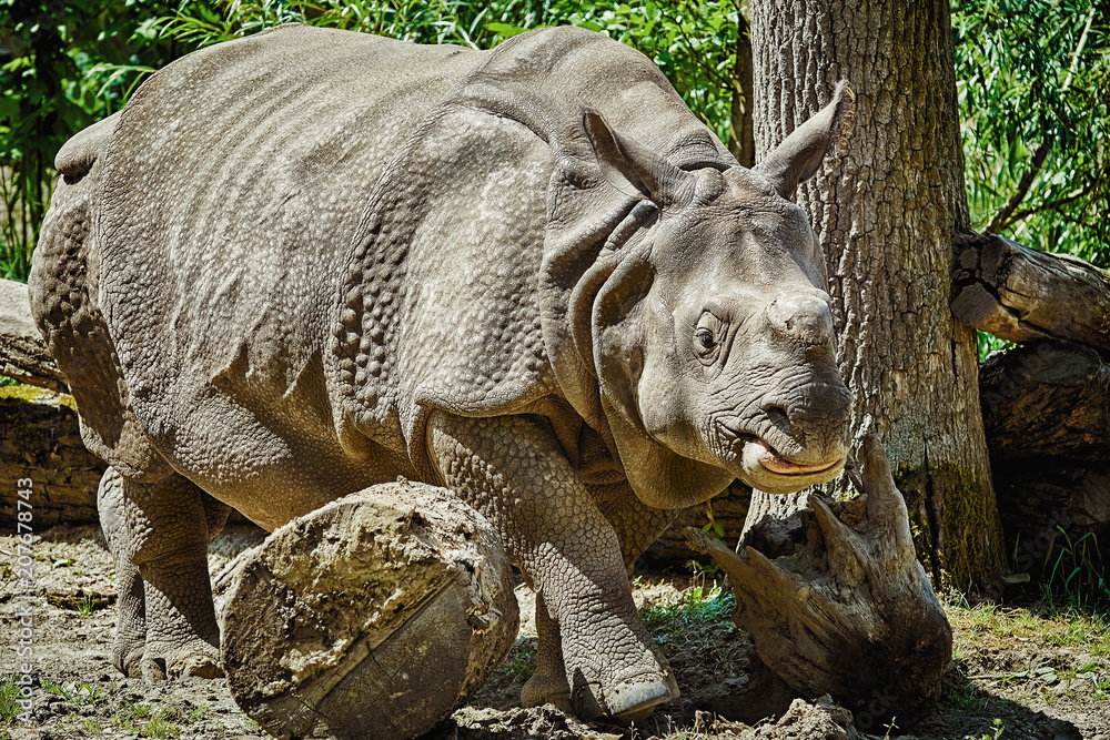 Naklejka premium Rhinoceros (Diceros Bicornis)