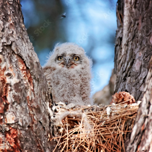 Photos great horned owlets