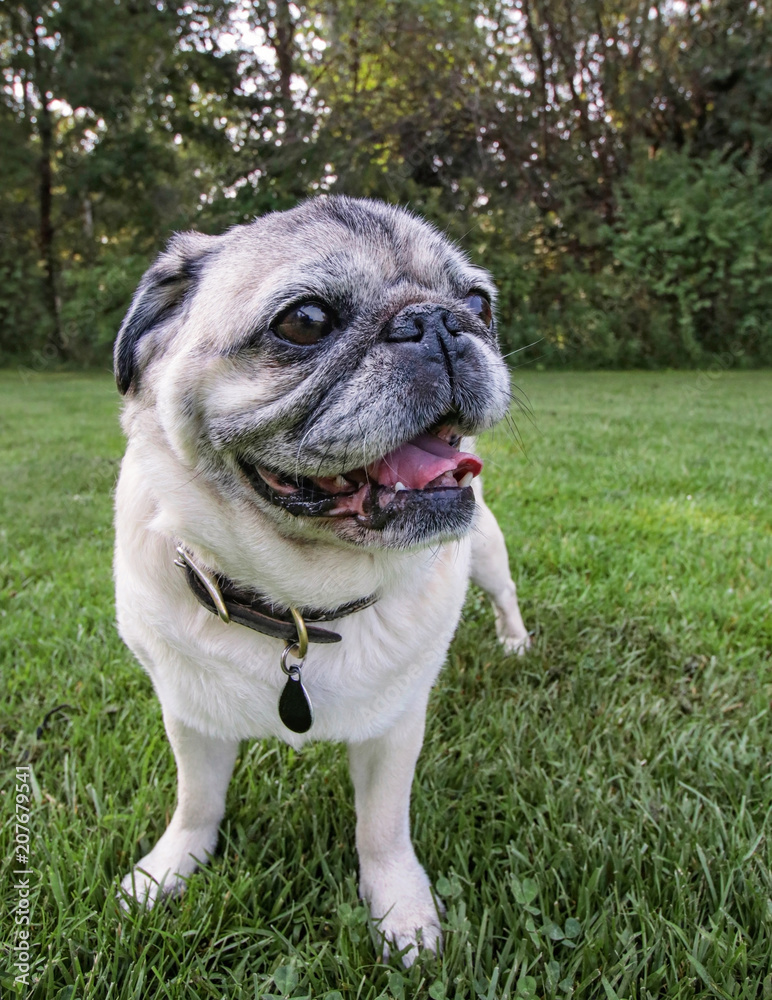 an adorable pug sitting in a park