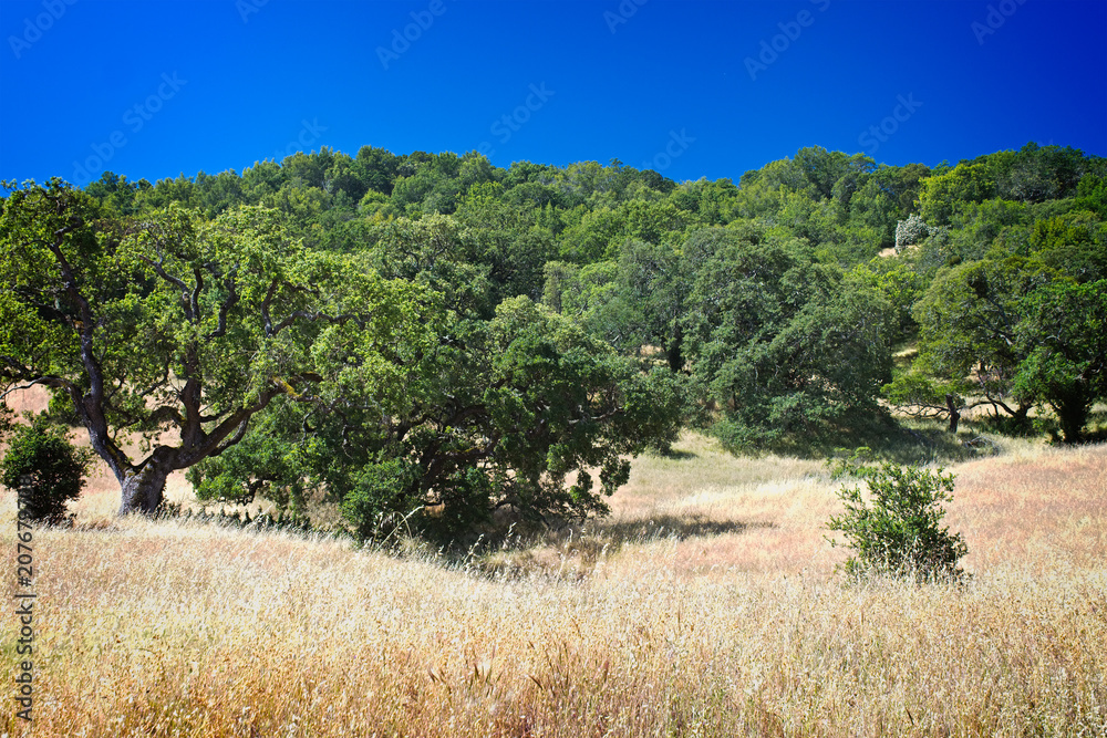 Olompali Oak Trees