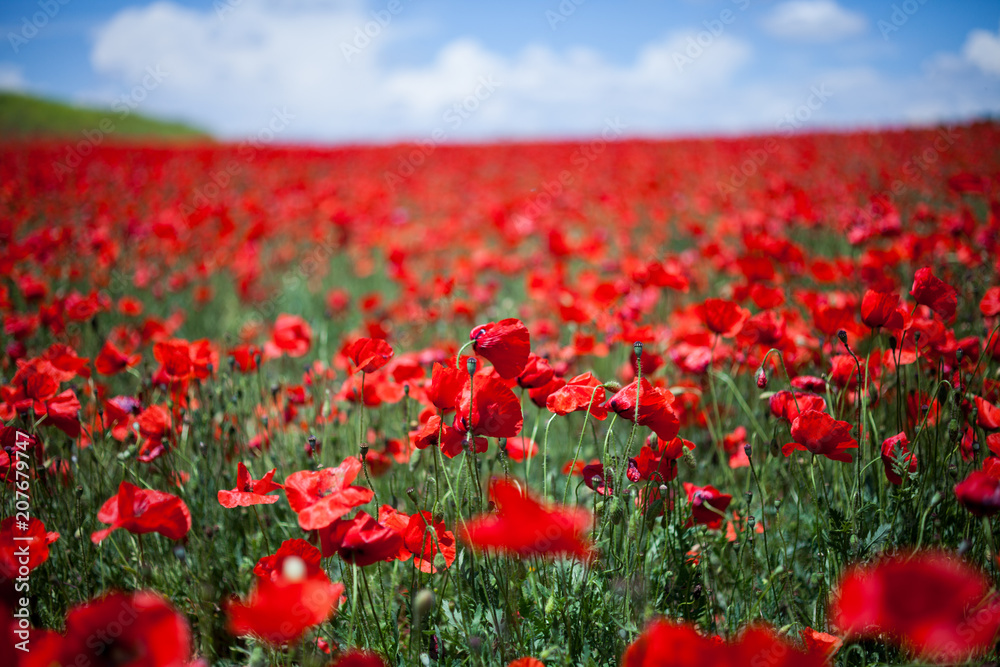 poppies field