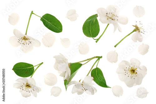 Fototapeta Naklejka Na Ścianę i Meble -  pear flowers isolated on white background. Top view. Flat lay. Set or collection