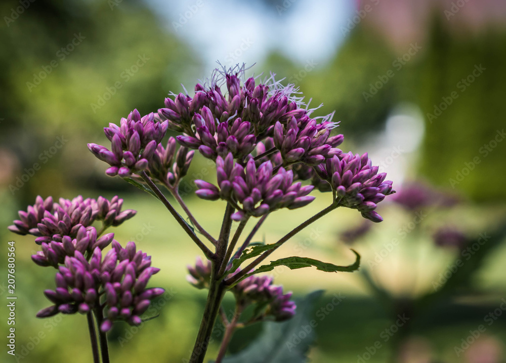 Obraz premium Purple Buds