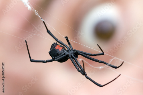 Eyeball behind Black Widow Spider