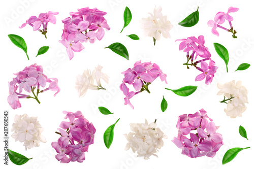 lilac flowers, branches and leaves isolated on white background. Flat lay. Top view