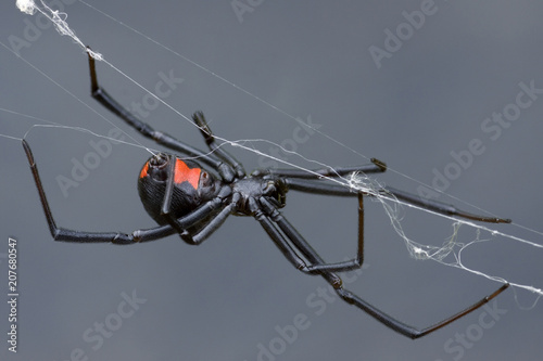 Female Black Widow Spider